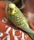 Budgerigar