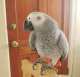 African Grey