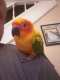 Conure