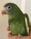 White-Winged / Canary-Winged Parakeet