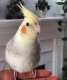 Cockatiel