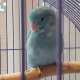 Parrotlet