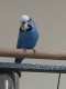 Budgerigar