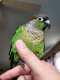 Conure