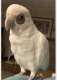 Cockatoo