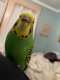 Budgerigar