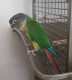 Conure