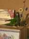 Conure