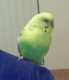 Budgerigar