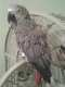 African Grey