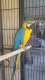 Macaw