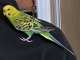 Parakeet