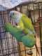 Conure