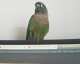 Conure