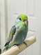 Parrotlet