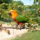 Conure