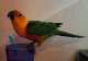 Conure