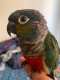 Conure