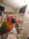 Conure