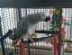 African Grey