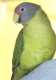 Plum-Headed Parakeet