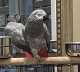 African Grey