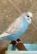 Budgerigar