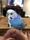 Parakeet