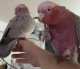 Galah Cockatoo