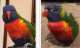 Lory / Lorikeet