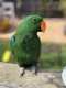 Eclectus