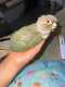 Conure