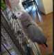 African Grey