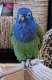 Blue-Headed Pionus