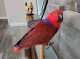 Eclectus