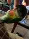 Conure