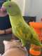 Indian Ringneck Parakeet