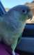 Conure