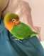 Lovebird