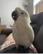 Cockatoo