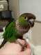 Conure