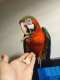 Macaw