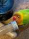 Lovebird