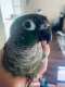 Conure