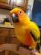 Conure