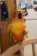 Conure