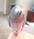 African Grey