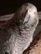 African Grey