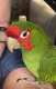 Conure