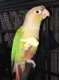 Conure